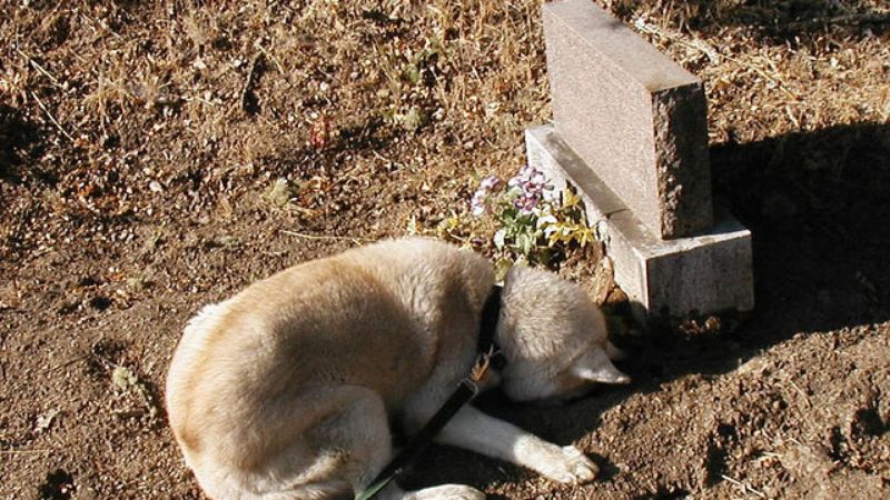 This Dog Stayed By His Owner's Grave For 10 Years Due To Our Country's Lack  Of Canine Grieving Resources - ClickHole