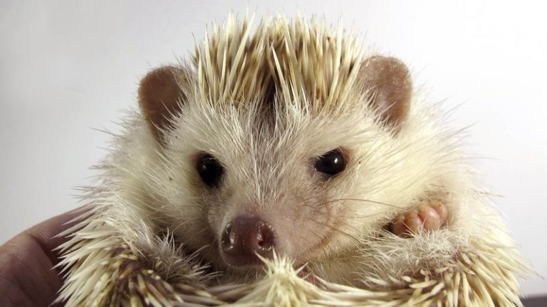 Is It Just Us, Or Does This Hedgehog Look Like He’s Planning A