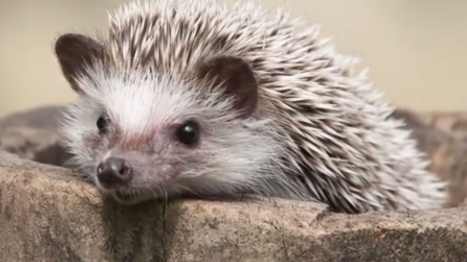 Adorable Hedgehogs You Can Look At For As Long As You Want, As Long As