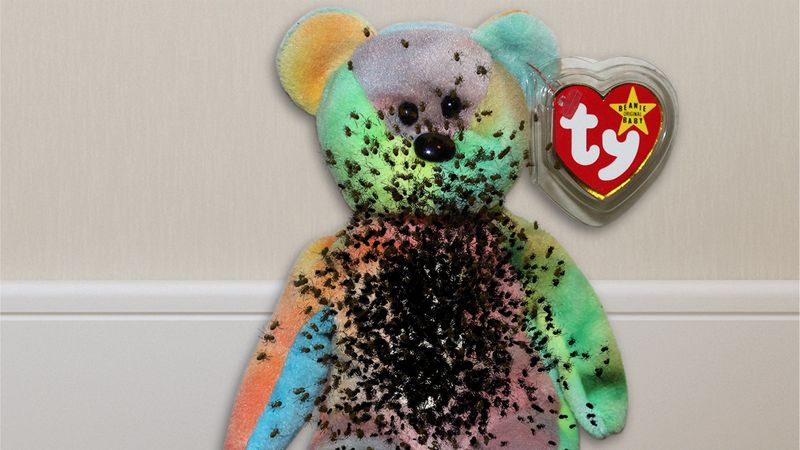 Sæson kartoffel Skyldig 90s Kids Rejoice! The Spider Eggs They Used To Fill Beanie Babies Are  Finally Hatching! - ClickHole