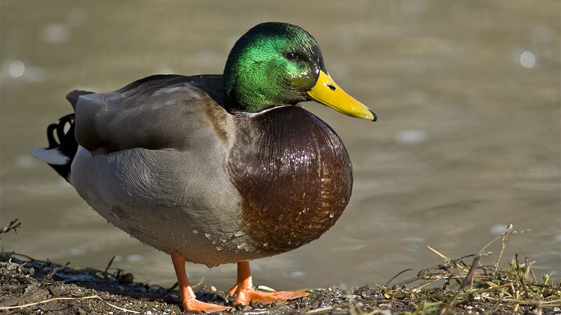 You’re A Single-Celled Organism. Can You Evolve Into A Duck? - ClickHole