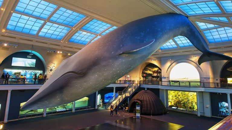 End Of An Era: The Blue Whale That Hangs From The Ceiling Of The Museum ...