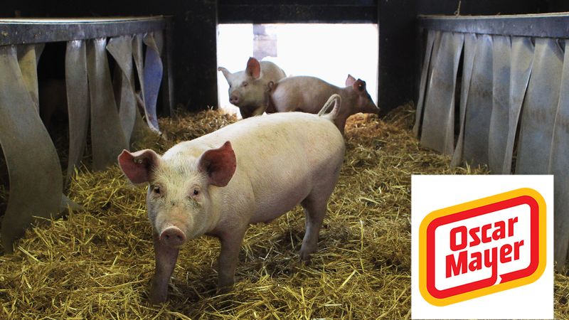 Animal Welfare FTW! Oscar Mayer Now Requires Pork Producers To Give Their  Pigs One Thrilling Sexual Experience Before Sending Them To Slaughter -  ClickHole