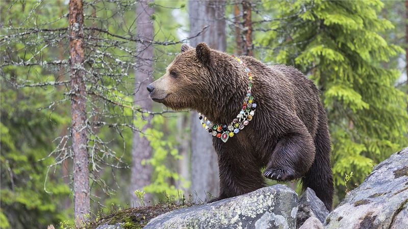 2016's Best Products For Making Jewelry For Wild Animals - ClickHole