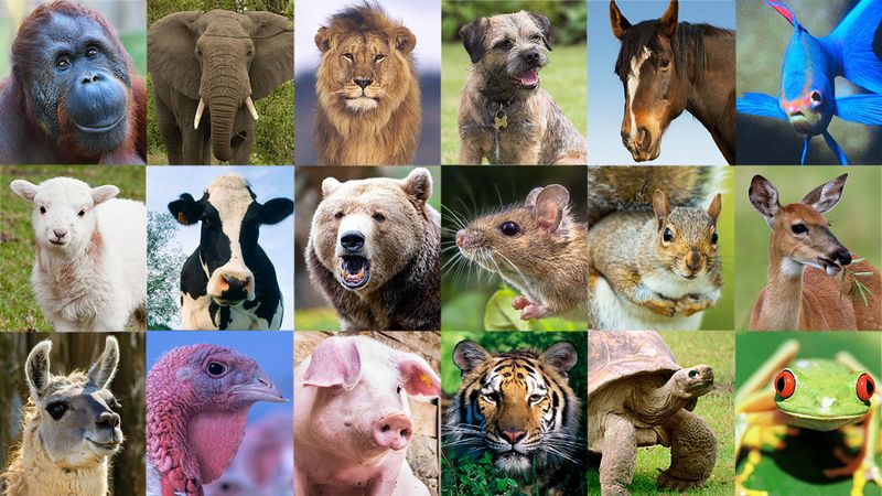 Jesus Christ, We Should Have Narrowed This Down, But Which Animal Are You?  - ClickHole
