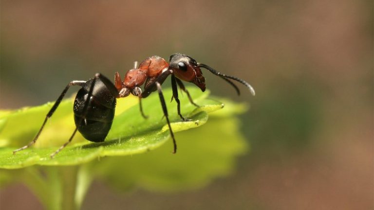 10 Mind Blowing Facts About Ants Clickhole 8112