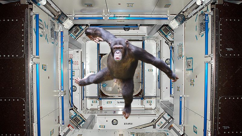 6 Animals NASA Has Launched Into Space To Kill The Chimp That Has Taken  Control Of The ISS - ClickHole