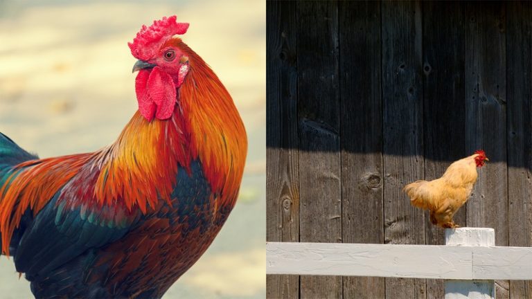 20-ways-to-tell-the-difference-between-a-nearby-rooster-and-a-faraway