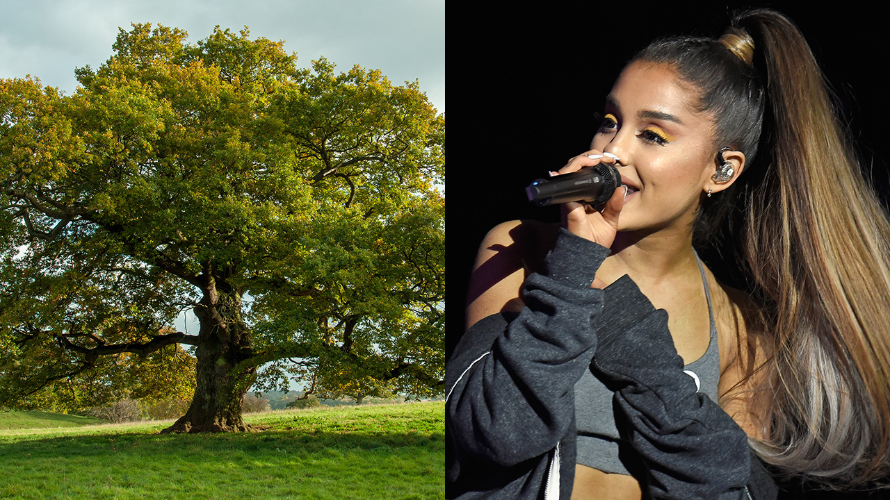 Epic Clapback: Ariana Grande Has Responded To Online Trolls By Transforming  Into A Sturdy Oak Tree That Can Neither See Nor Hear Their Taunts -  ClickHole