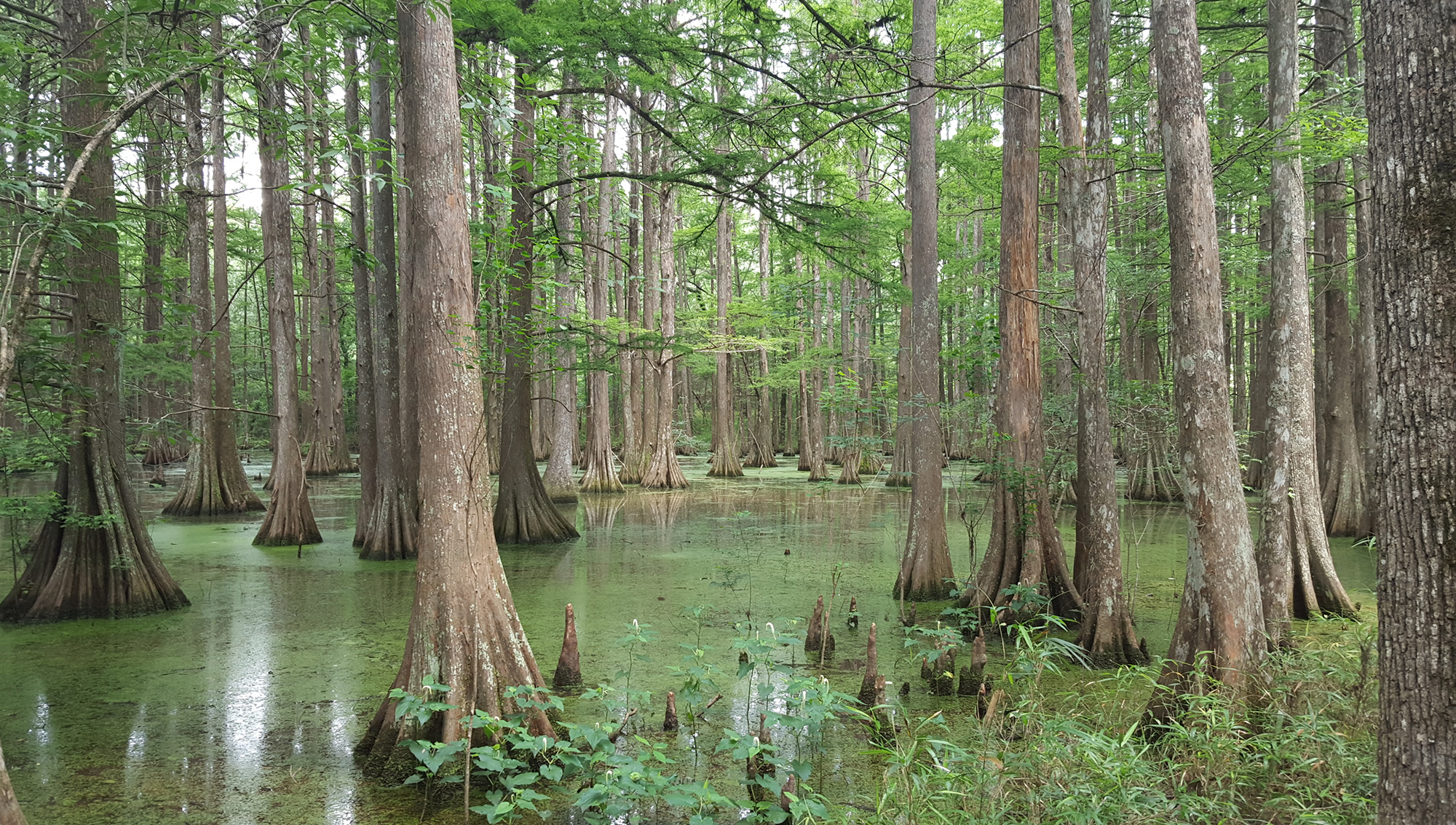 The Swamp Archives - ClickHole.
