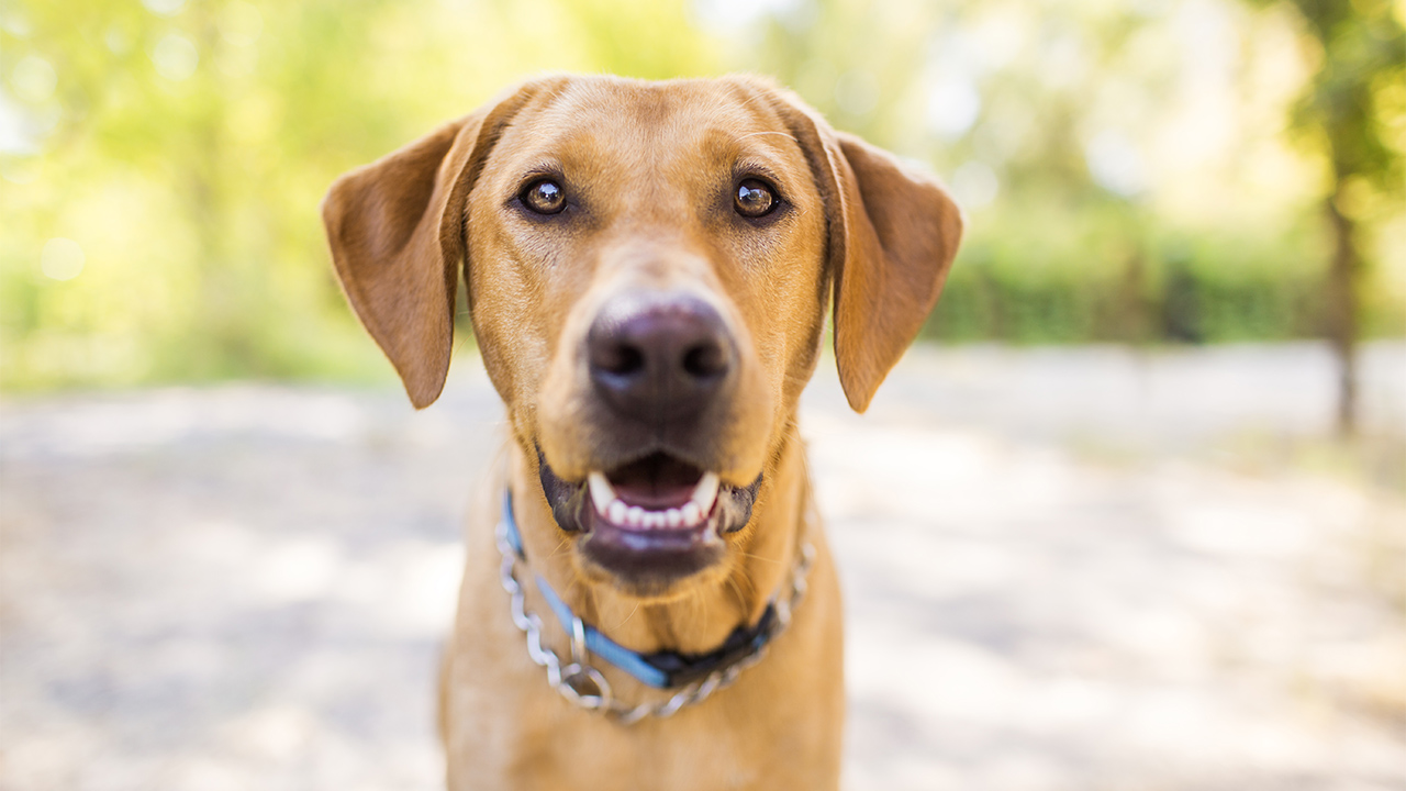 Sick Fuck This Dog Is Way Too Happy About Smelling Cancer ClickHole