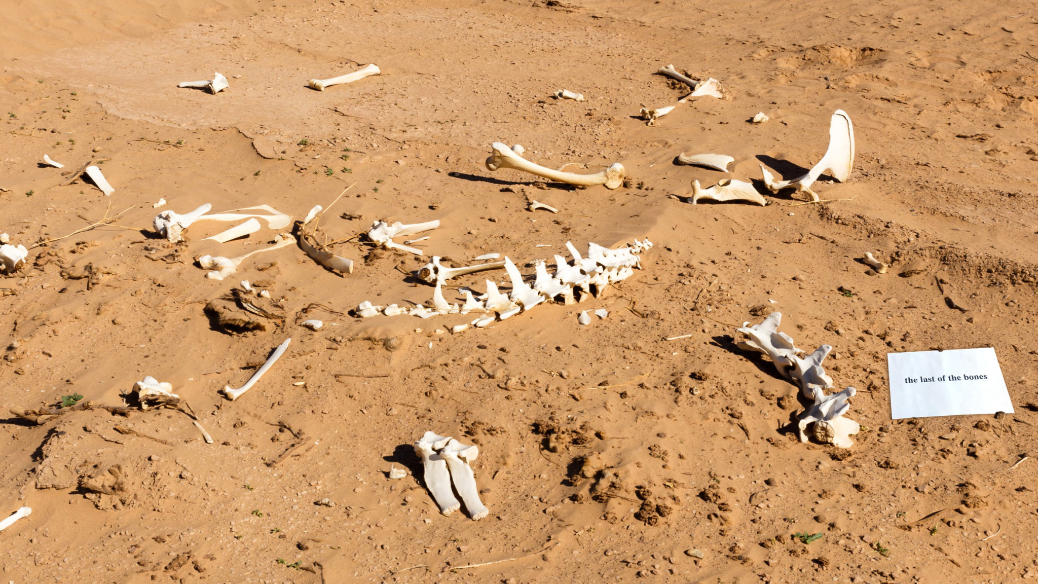 all-done-now-a-team-of-archaeologists-has-discovered-a-pile-of-bones