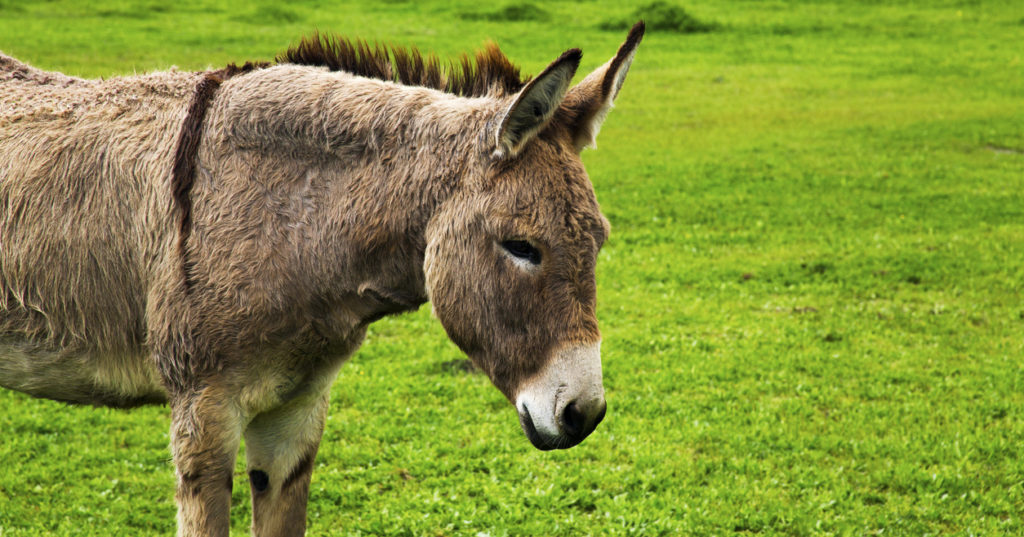 5 Donkeys That Are Going To Have Get A Lot Fatter If They Want Us To ...