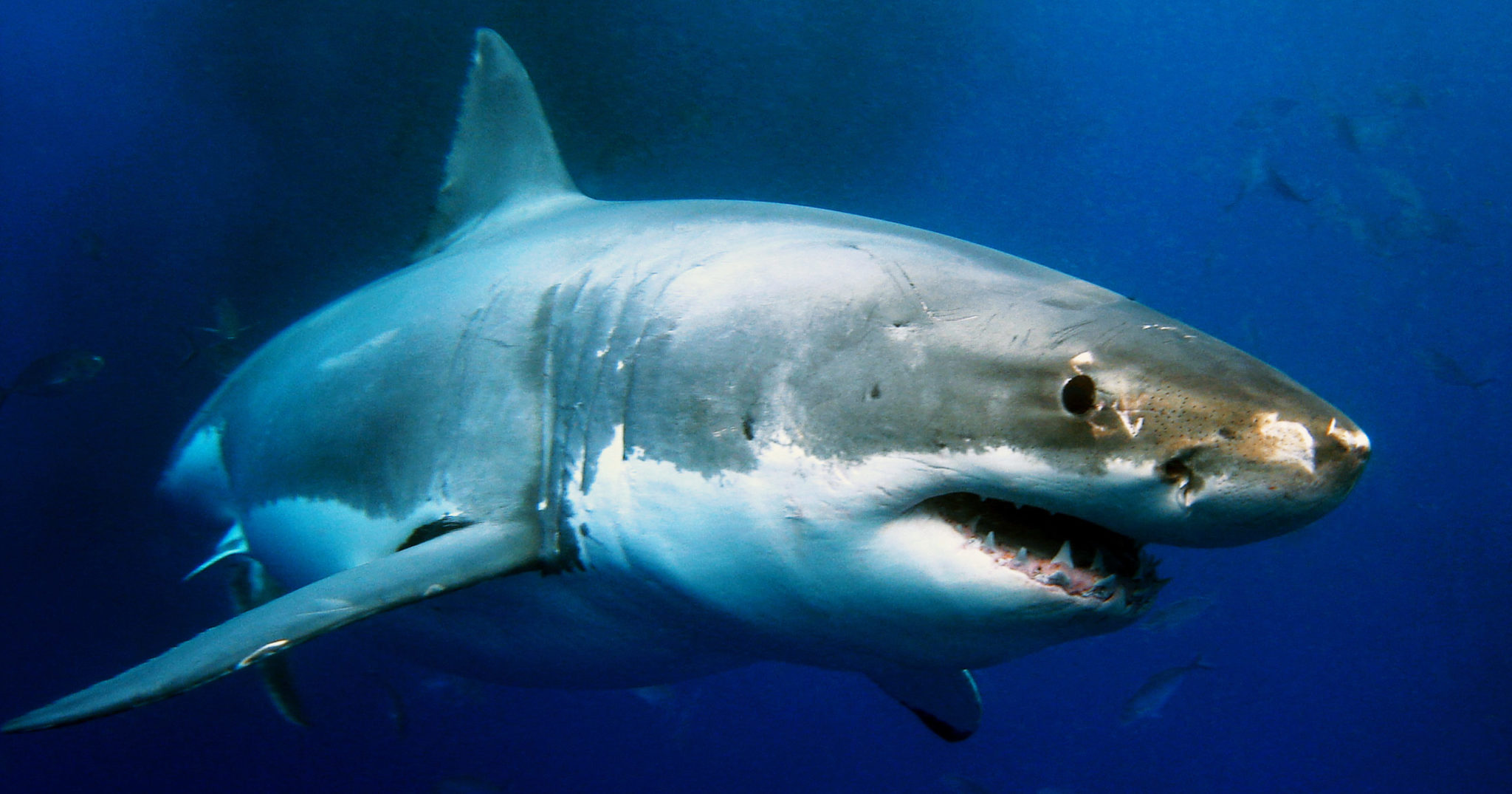 23 Amazing Facts About Sharks That Will Blow Your Mind