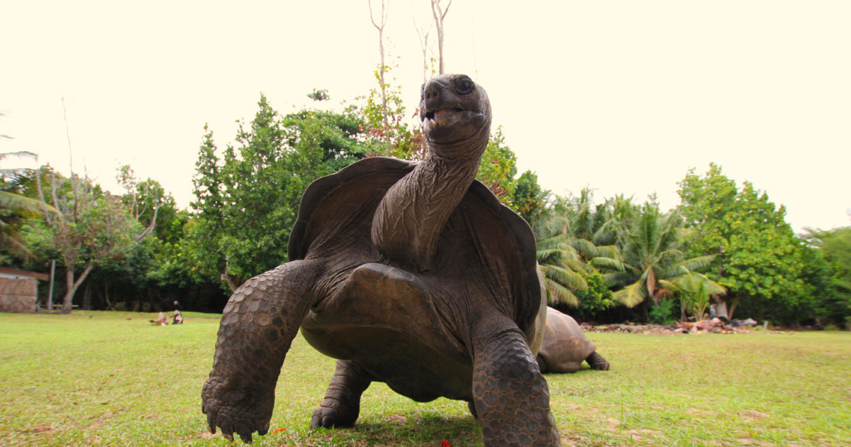 You Shall Look At These Pictures Of Tortoises While I Practice My Flute