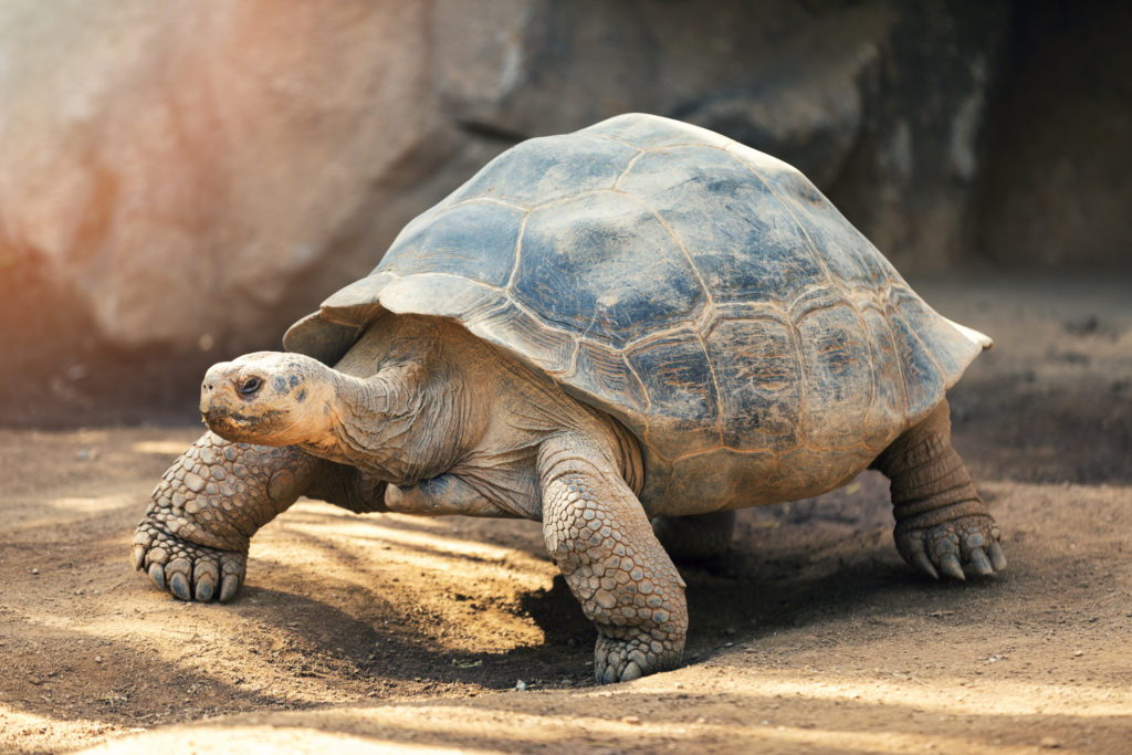 You Shall Look At These Pictures Of Tortoises While I Practice My Flute