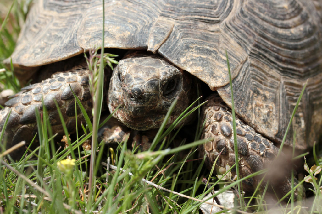 You Shall Look At These Pictures Of Tortoises While I Practice My Flute