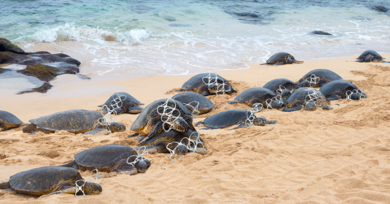 Yikes, This One's On Them: Thousands Of Endangered Turtles Have Been ...