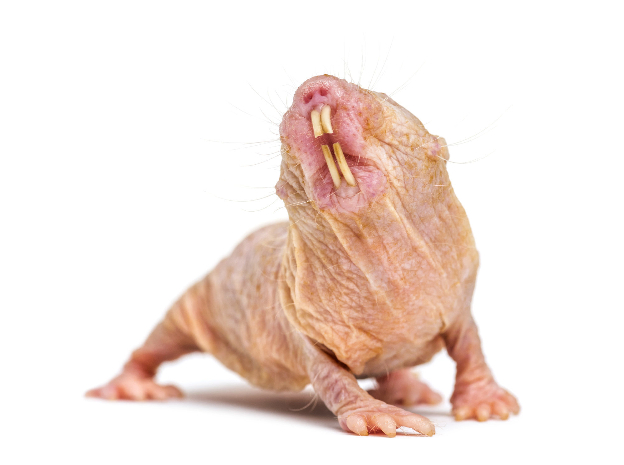 The African naked mole rat, more a plant than rodent 