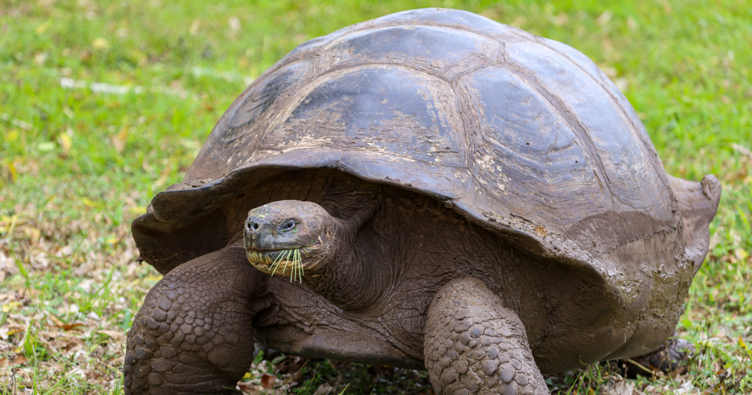 Nature Is Incredible: This Tortoise Is Broadcasting A Wi-Fi Signal