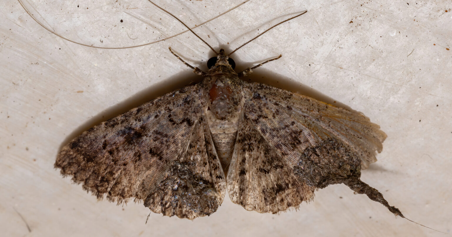 Um, Great Entomologists Have Admitted That They, Too, Have No Idea If