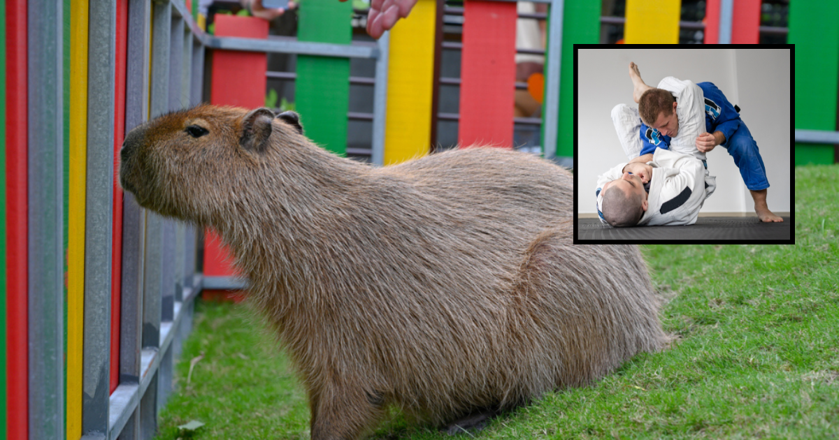 Time To Train: 6 Capybara Petting Zoos Where They’ll Look The Other Way If You Want To Use One Of The Capybaras To Pract